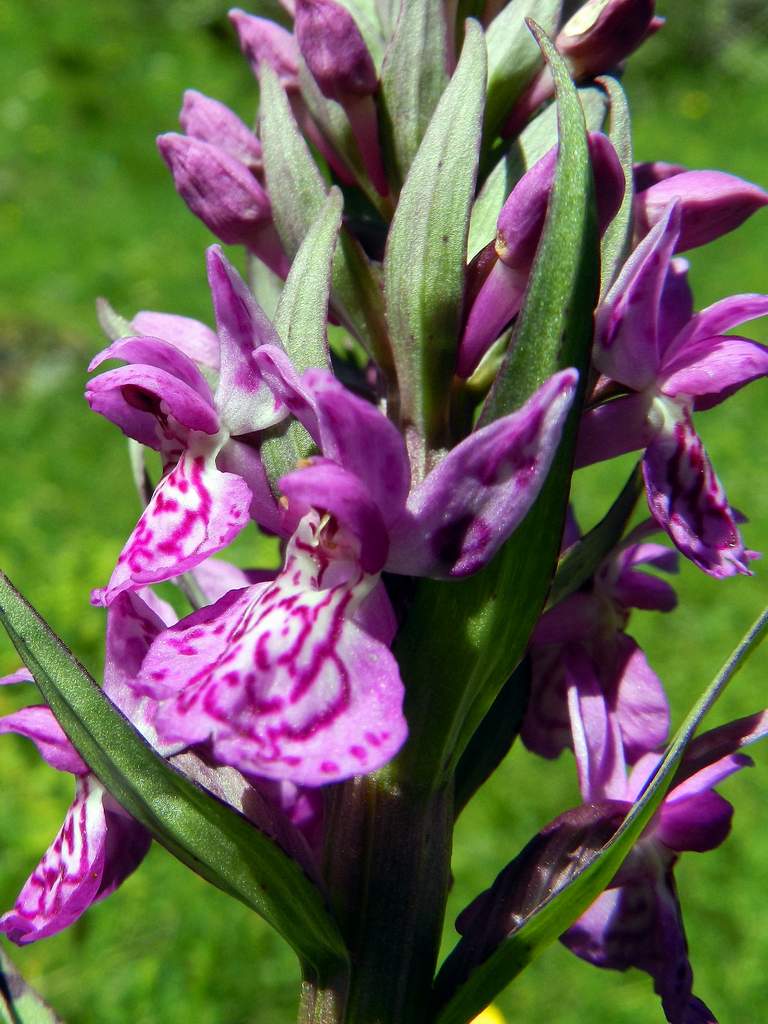 Pirenei Occidentali francesi - Dactylorhiza majalis